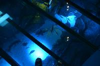 S.E.A. Aquarium, Marine Life