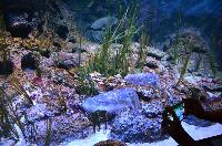 S.E.A. Aquarium, Marine Life