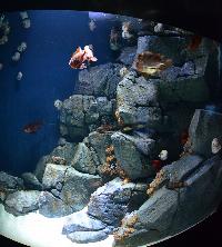 S.E.A. Aquarium, Marine Life