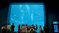 2015-S.E.A. Aquarium, Marine Life
