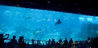 2015-S.E.A. Aquarium, Marine Life