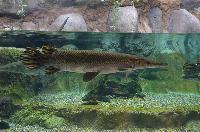 River Safari - Atractosteus spatula