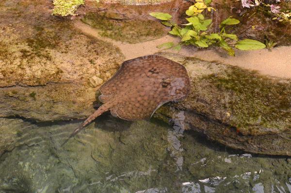 Blue Planet Aquarium