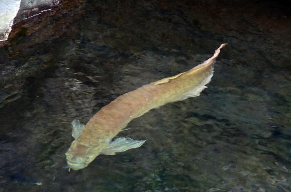 Blue Planet Aquarium