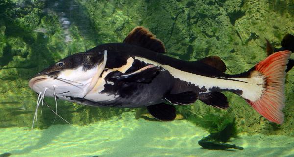 Blue Planet Aquarium