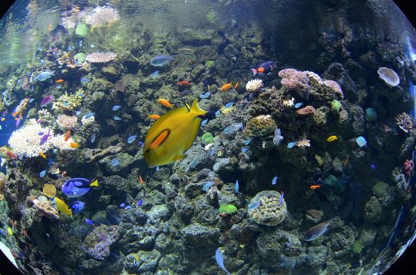 Blue Planet Aquarium