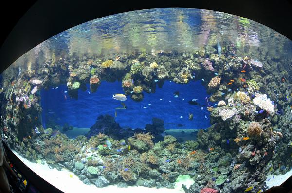 Blue Planet Aquarium