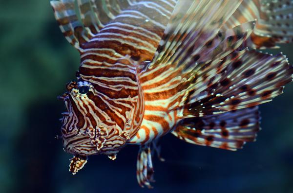 Blue Planet Aquarium