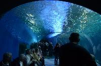 Blue Planet Aquarium