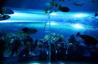 Blue Planet Aquarium