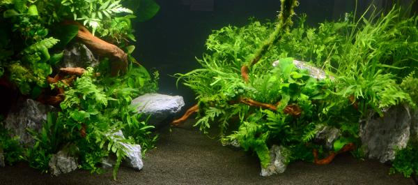 Aquascaping 250 liter