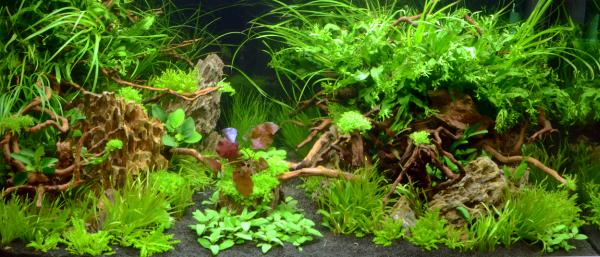 Aquascaping 250 liter