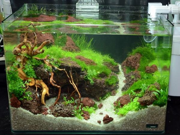 Aquascaping 35 liter