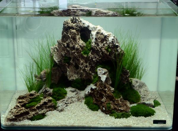 Aquascaping 35 liter