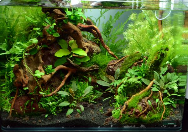 Aquascaping 35 liter