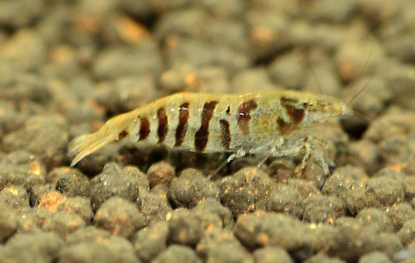 A_PL_R_k_caridina_babaulti_var_stripes_DSC_1273_-_Kopia