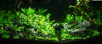 Aquascaping 250 liter