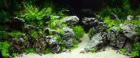 Aquascaping 250 liter