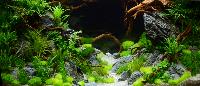 Aquascaping 250 liter