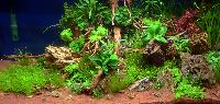 Aquascaping 250 liter