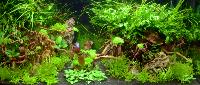 Aquascaping 250 liter