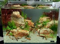 Aquascaping 35 liter