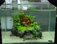 Aquascaping 35 liter