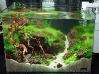 Aquascaping 35 liter