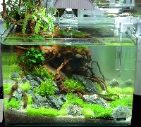 Aquascaping 35 liter