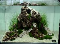 Aquascaping 35 liter