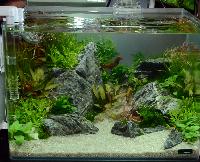 Aquascaping 35 liter