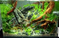 Aquascaping 35 liter