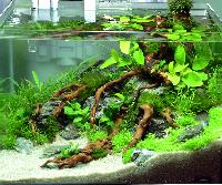 Aquascaping 35 liter