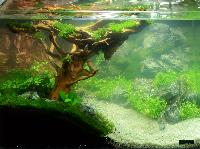 Aquascaping 35 liter