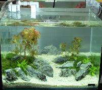 Aquascaping 35 liter