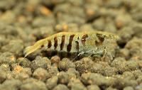 A_PL_R_k_caridina_babaulti_var_stripes_DSC_1273_-_Kopia