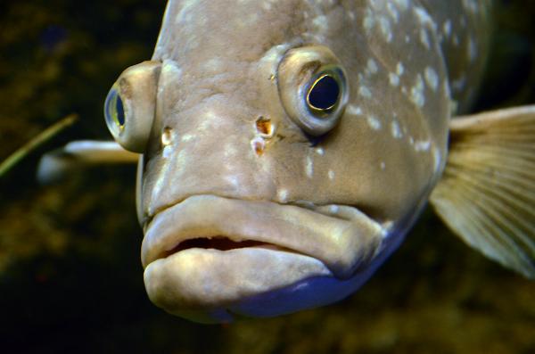 Lanzarote Aquarium