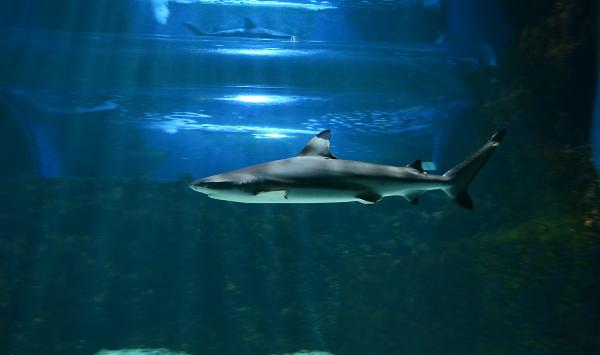 Lanzarote Aquarium