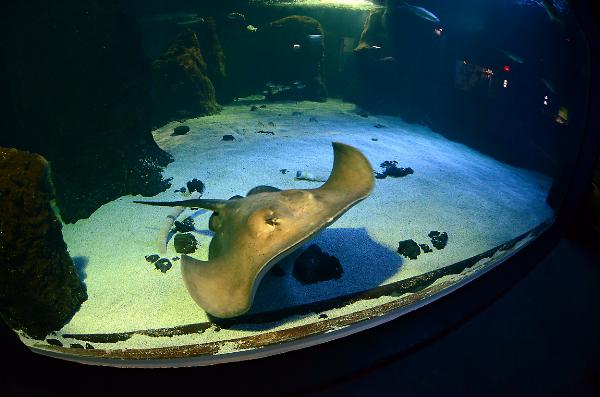 Lanzarote Aquarium