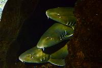 Lanzarote Aquarium