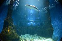 Lanzarote Aquarium