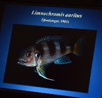 Föredrag.Lördag.Thomas Andersen.Deep water cichlids from Lake Tanganyika.Del 1: Limnochromines