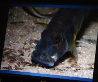 Föredrag.Lördag.Thomas Andersen.Deep water cichlids from Lake Tanganyika.Del 1: Limnochromines