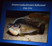 Föredrag.Lördag.Thomas Andersen.Deep water cichlids from Lake Tanganyika.Del 1: Limnochromines