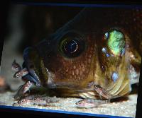 Föredrag.Lördag.Thomas Andersen.Deep water cichlids from Lake Tanganyika.Del 1: Limnochromines