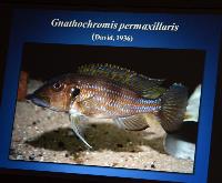 Föredrag.Lördag.Thomas Andersen.Deep water cichlids from Lake Tanganyika.Del 1: Limnochromines