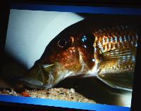 Föredrag.Lördag.Thomas Andersen.Deep water cichlids from Lake Tanganyika.Del 1: Limnochromines