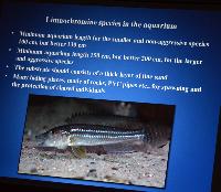 Föredrag.Lördag.Thomas Andersen.Deep water cichlids from Lake Tanganyika.Del 1: Limnochromines