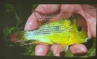 Föredrag.Söndag.Felipe Cantera.Gymnogeophagus land.