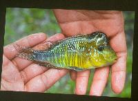 Föredrag.Söndag.Felipe Cantera.Gymnogeophagus land.